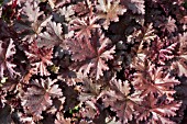 HEUCHERA CHOCOLATE RUFFLES