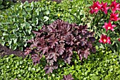 HEUCHERA CHOCOLATE RUFFLES AND TULIPA VIRIDIFLORA MIXED