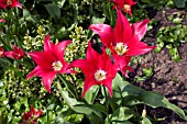 TULIPA VIRIDIFLORA MIXED