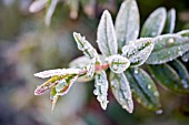 HYPERICUM,  ST. JOHNS WORT LEAVES IN FROST