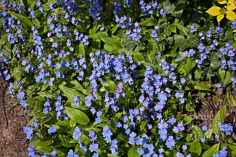 OMPHALODES_CAPPACDOCICA_CHERRY_INGRAM