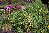 UVULARIA GRANDIFLORA