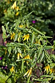 UVULARIA GRANDIFLORA