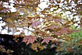 ACER PLATANOIDES