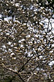 MAGNOLIA IN BUD