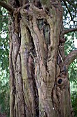 TAXUS BACCATA BARK