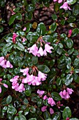 RHODODENDRON BOW BELLES