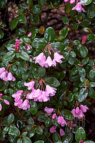RHODODENDRON_BOW_BELLES