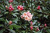 RHODODENDRON CHELSEA SEVENTY