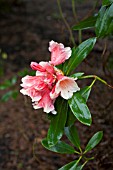 RHODODENDRON CHELSEA SEVENTY