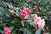 RHODODENDRON CHELSEA SEVENTY