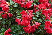 RHODODENDRON SCARLET WONDER