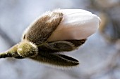 MAGNOLIA STELLATA BUD