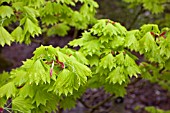 ACER SHIRASAWANUM AUREUM