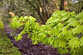 ACER SHIRASAWANUM AUREUM