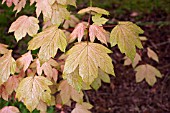 ACER PSEUDOPLATANUS BRILLIANTISSIMUM