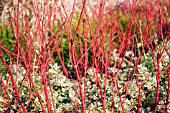 CORNUS ALBA SIBIRICA,  DOGWOOD