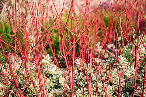 CORNUS_ALBA_SIBIRICA__DOGWOOD