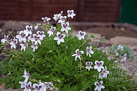 ERODIUM_GUTTATUM