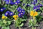 PRIMULA POLYANTHUS GROUP