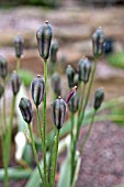 TULIPA TURKESTANICA