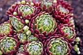 SEMPERVIVUM ARACH TOMENTOSUM