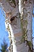 BETULA PAPYRIFERA