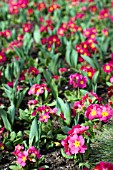 PRIMULA POLYANTHUS GROUP