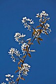 AMELANCHIER LAEVIS