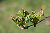 SORBUS URSINA