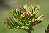 SORBUS URSINA