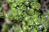 LARIX KAEMPFERI DIANA