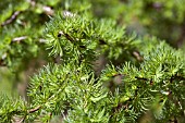 LARIX KAEMPFERI DIANA