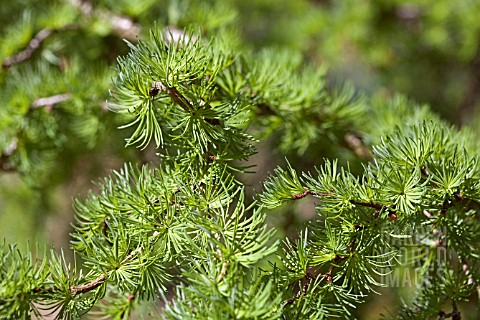 LARIX_KAEMPFERI_DIANA