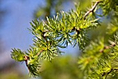 LARIX KAEMPFERI DIANA