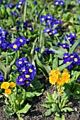 PRIMULA POLYANTHUS GROUP