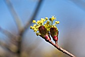 ACER PLATANOIDES THARANDT