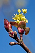 ACER PLATANOIDES THARANDT