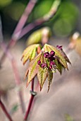 ACER JAPONICUM MEIGETSU