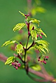 ACER PALMATUM VOLUBILE