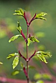 ACER PALMATUM VOLUBILE