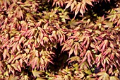 ACER PALMATUM KASHIMA