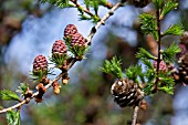 LARIX KAEMPFERI