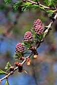 LARIX KAEMPFERI