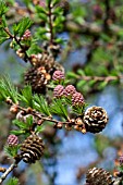 LARIX KAEMPFERI