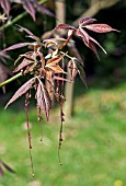 ACER NEGUNDO VIOLACEUM