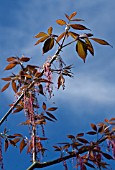 ACER NEGUNDO VIOLACEUM