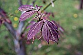 ACER NEGUNDO VIOLACEUM