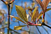SORBUS MEGALOCARPA