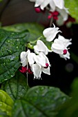 CLERODENDRUM THOMSONIAE VARIEGATUM